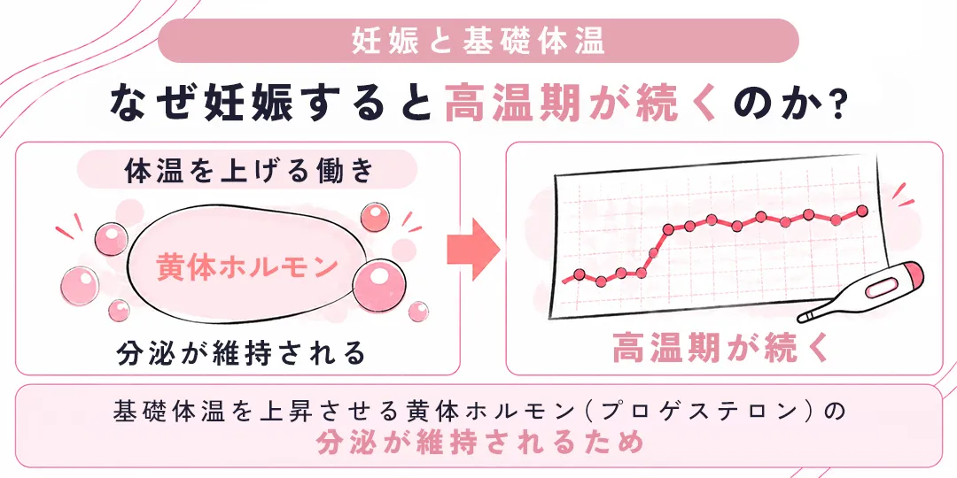 なぜ妊娠すると高温期が続くのか
