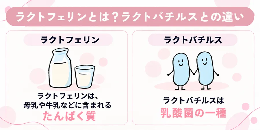 ラクトフェリンとは？ラクトバチルスとの違い