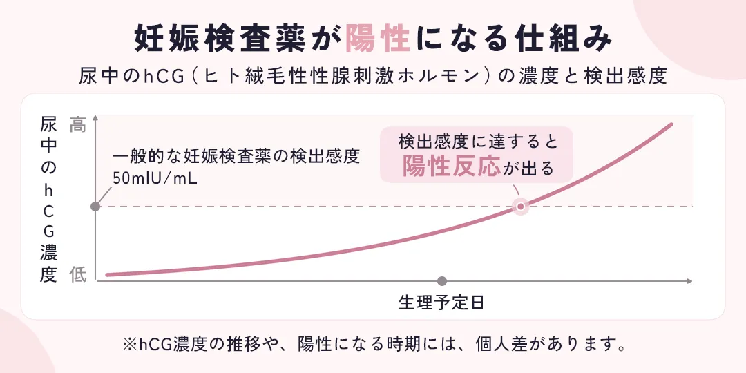 妊娠検査薬が陽性になる仕組み
